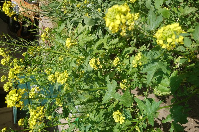 Mustard-Guided Manufaktur Sightseeing, Tasting and Factory Sales - Directions to the Meeting Point