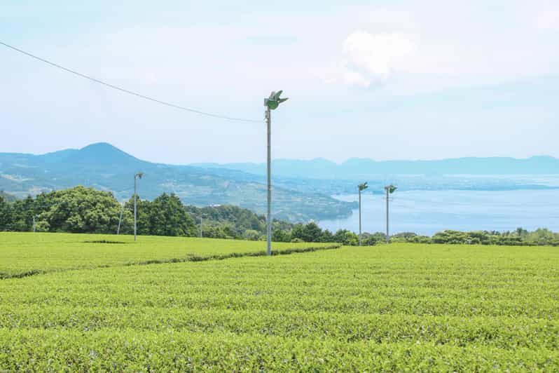 Nagasaki Tea Tour Review: A Flavorful Experience - Experience Highlights