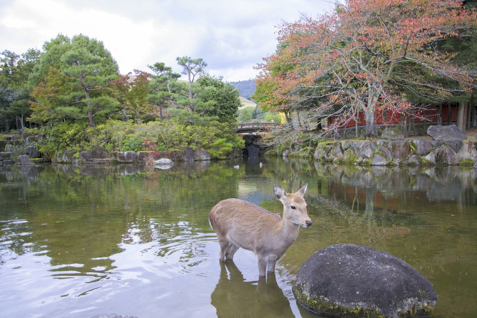 Nara Like a Local: Customized Guided Tour - Booking and Payment