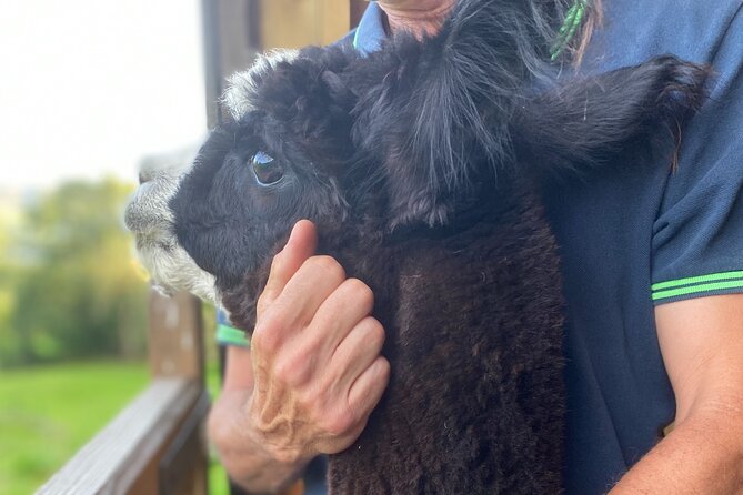 Naze View Farm Alpaca Experience - Tour Details and Accessibility