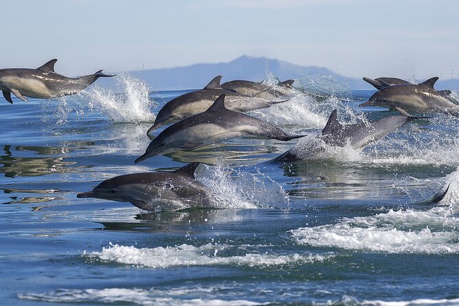 NEW Lagos-Watching Dolphins and Benagil Cave With Biologists - Included in the Experience