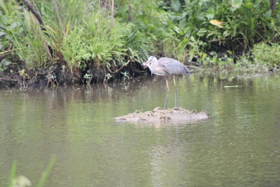 New Orleans: 10 Passenger Airboat Swamp Tour - Pricing and Inclusions