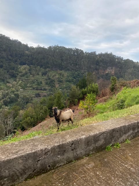 North-East Madeira Jeep Safari Tour for the Nature Lovers - Scenic Drive to Arco De Sao Jorge