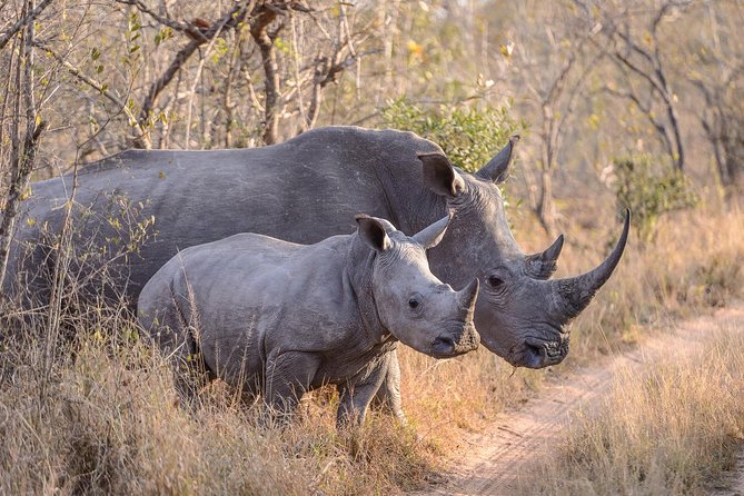 Ol Pejeta Conservancy and Chimpanzee Sanctuary Full-Day Tour From Nairobi - Chimpanzee Sanctuary Visit