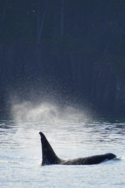 Orcas Island: Whale and Orca Guided Speedboat Tour - Experience Highlights