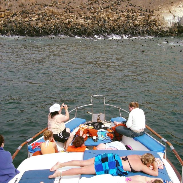 Palomino Islands Yacht Tour and Swim Alongside the Sea Lions - Itinerary and Experience