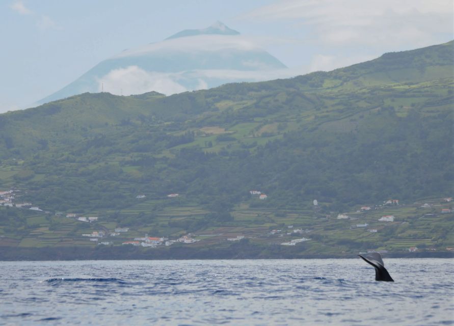 Pico Island: Whale Watching Boat Tour With Biologist Guides - Whale Watching Experience