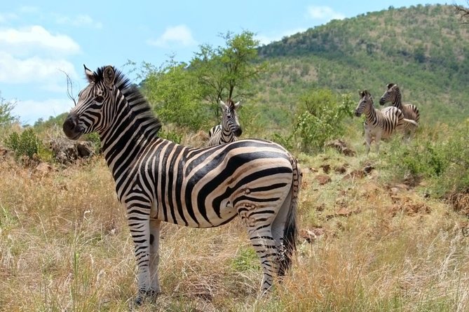 Pilanesberg National Park Full Day Safari From Johannesburg - Pickup and Schedule