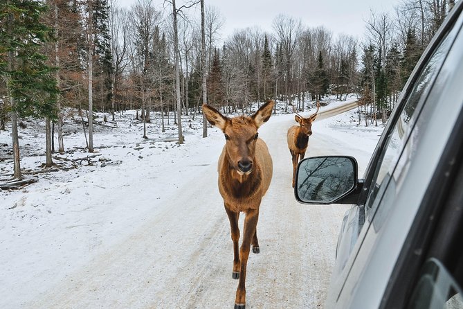 Private Day Tour to Wildlife Parc Omega and Montebello Lodge From Montreal - Feeding the Animals