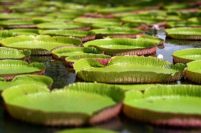 Private Guided Tour of Northern Mauritius With Shopping in Port Louis - Pamplemousses Botanical Garden