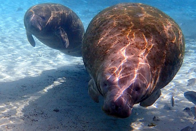 Private OG Manatee Snorkel Tour With Guide for up to 10 People - Meeting and Pickup Information