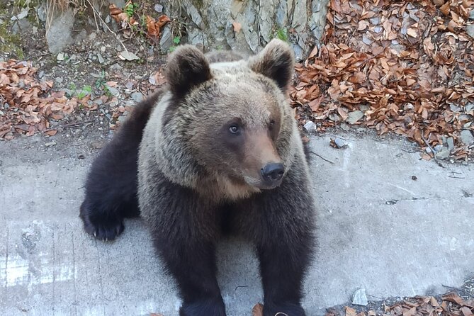 Private Tour to Transfagarasan Road and Wild Brown Bears - Meeting and Pickup