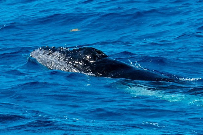 Private Whale Watching Charter (Grand Turk) - Meeting and Pickup