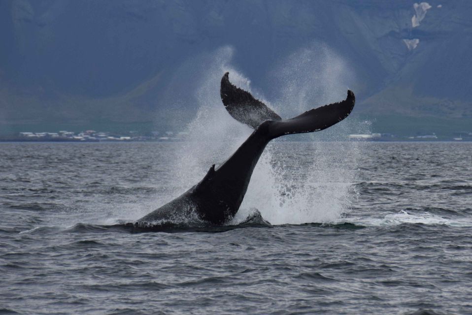 Reykjavik: Whale Watching Tour by Fast Catamaran - Modern Fast Boat