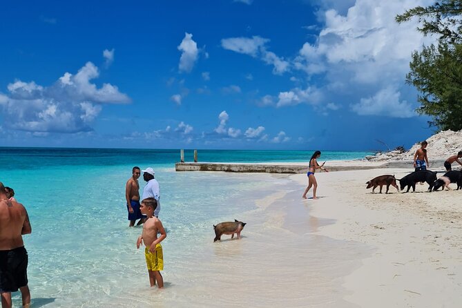 Rose Island Swimming Pigs Half-Day Boat Tour With Lunch - Pickup Information