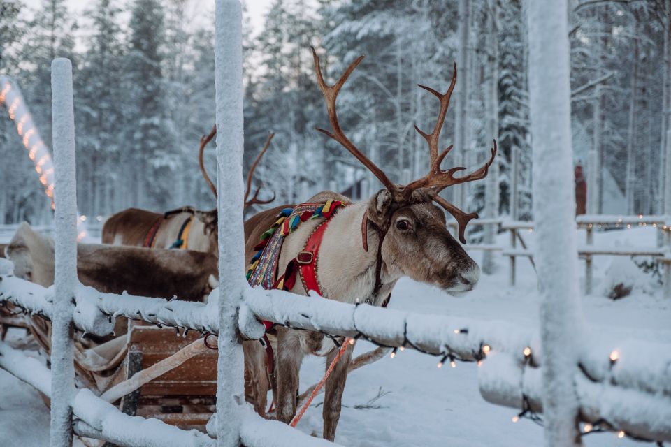 Rovaniemi: Apukka Reindeer Journey - Reindeer Encounter Experience