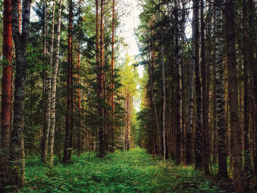 Rovaniemi: Mushrooms & Wild Berries Picking Tour - Foraging Experts