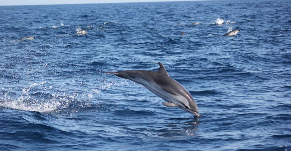 Sagres: Wildlife Tour Dolphins and Caves - Wildlife Encounters