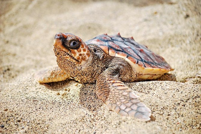 Sal Island: Sea Turtle Experience From Santa Maria - Meeting and Pickup