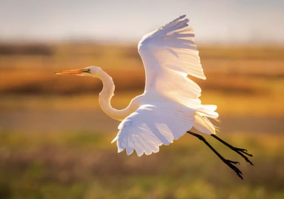 Savannah: Sunset Dolphin Watching Eco Tour by Boat - Experience Highlights