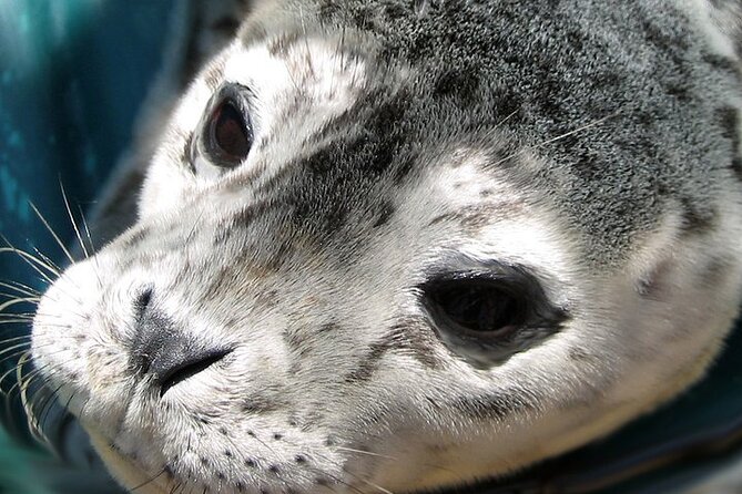 Sea Safari Tour From Vancouver - Inclusions