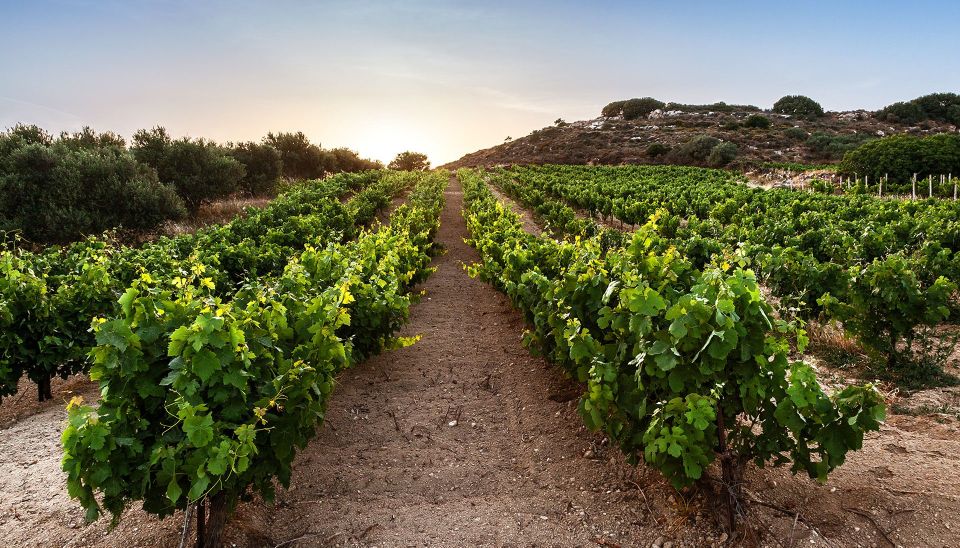 Semi Private Heraklion Valley Wine Tour With Lunch - Experience Highlights