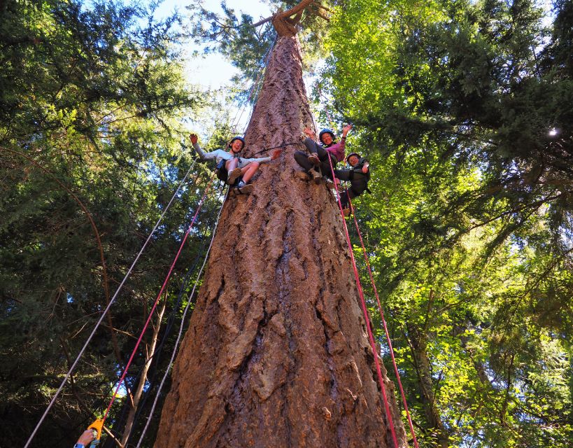 Silver Falls State Park: Tree Climbing Sunset Tour - Suitability and Age Restrictions