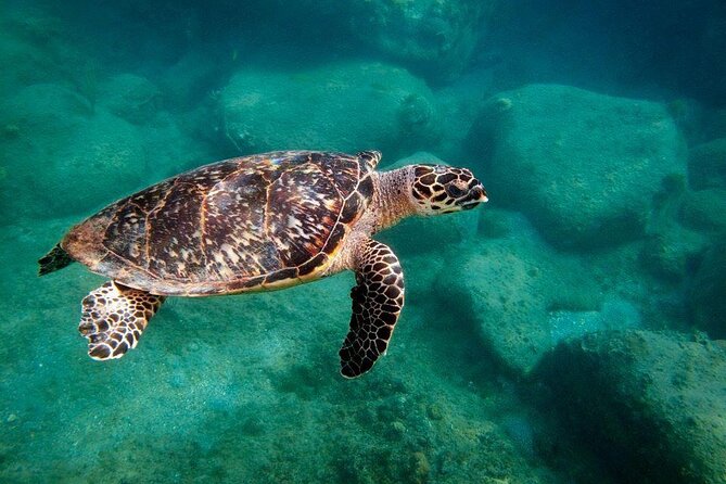 Snorkel Lunch & Lounge: Bluewater or Snorkel and Lunch: Leeward - Location and Accessibility