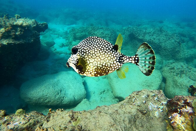 Snorkeling Adventure in Aguadilla - Snorkeling Tips and Techniques