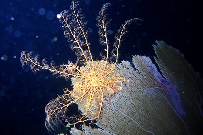 Sunset on the Water + Night Snorkeling With Guide in St. Thomas - Meeting and End Point