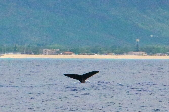 Swim With Dolphins in the West Coast Line of Oahu - Tour Details