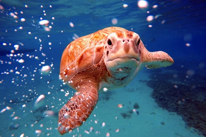 Swimming With Sea Turtles Incl. Pictures. Award Winner - Additional Details