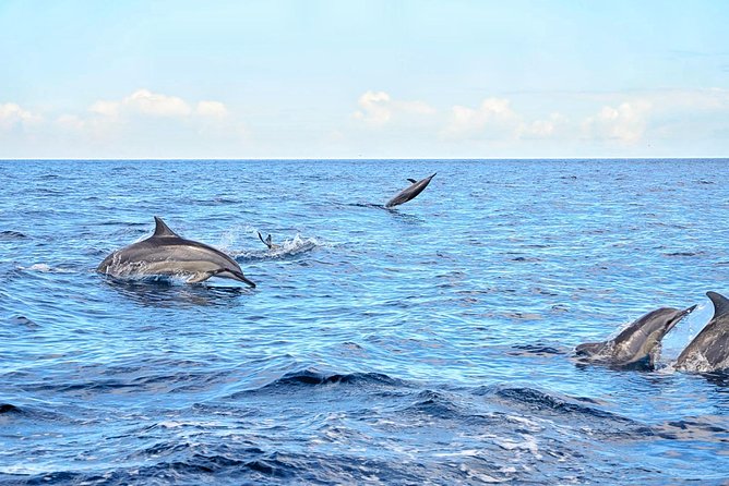 Swimming With Wild Dolphins & Whale Watching With Transportation - Snorkeling at The Aquarium