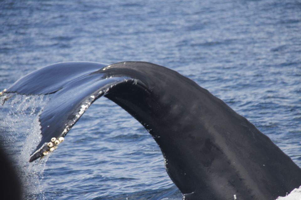 Third: Whale and Dolphin Watching in a Zodiac Boat - Experience Highlights