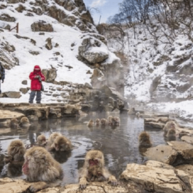 Tokyo: A Memorabele Snow Monkey Park And Zenkoji Temple Tour Tour Overview And Pricing