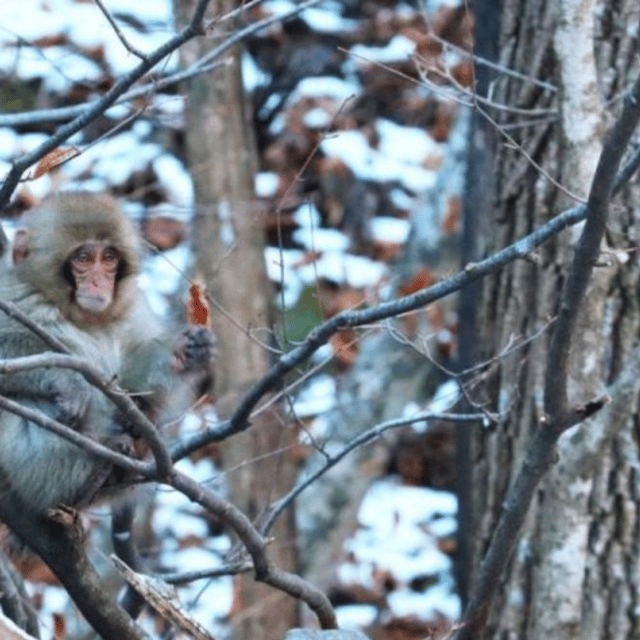 Tokyo: Luxury Snow Monkey Park Private Tour In Land Cruiser - Itinerary and Destinations