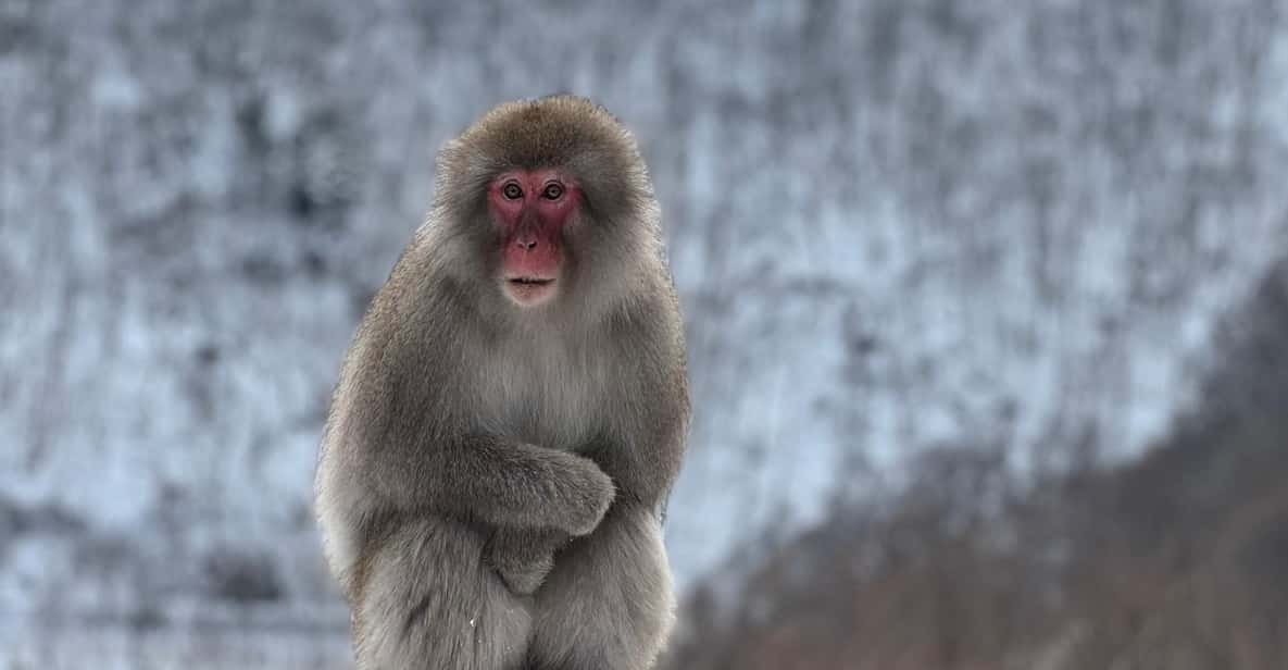 Tokyo/Nagano: Snow Monkey & Zenkoji Temple Private Day Trip - Itinerary and Transportation