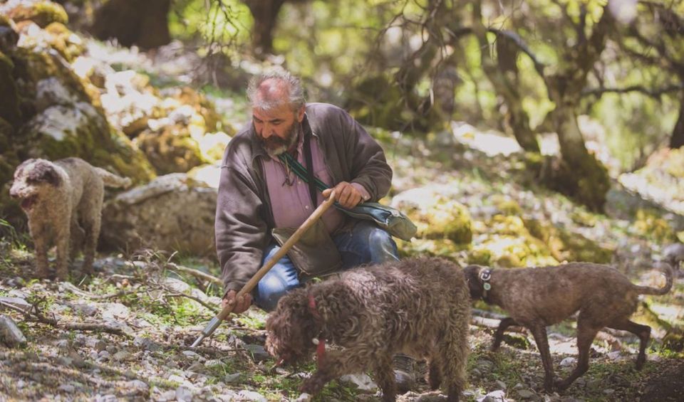 Truffle Hunting, Culinary & Wine Celebration From Elounda - Tour Highlights