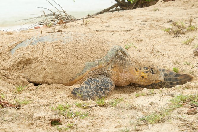 Turtle Watching - Transportation Details