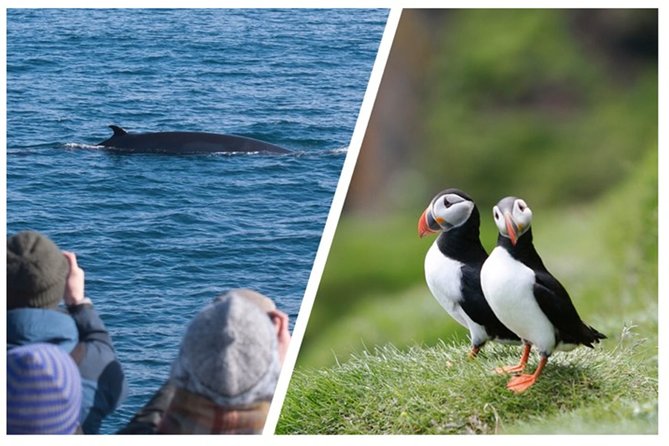 Two-In-One: Whale & Puffin Watching Tours From Reykjavik - Meeting Point & End Point