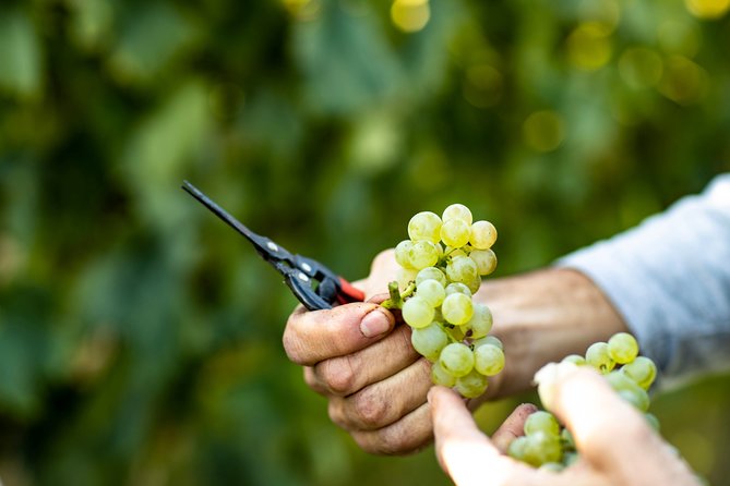 Visit and Wine Tasting at Tenuta La Cà - Accessibility