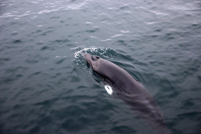 Whale-Watching Boat Tour With Expert Guide From Reykjavik - Included and Optional Features