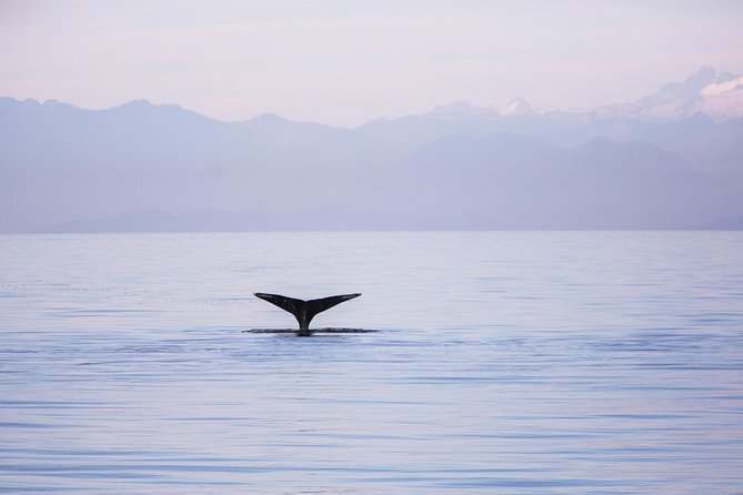 Whale-Watching Tour From Vancouver - Transportation Options