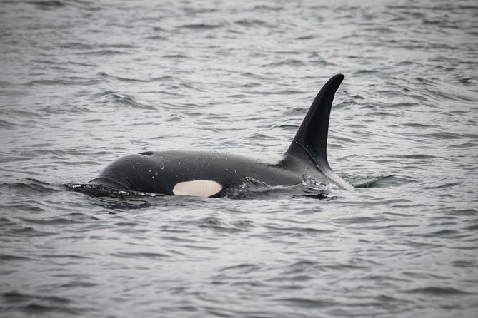 Wildlife Viewing and Whale Watching Quest - Locally Owned, Family-Run Expertise