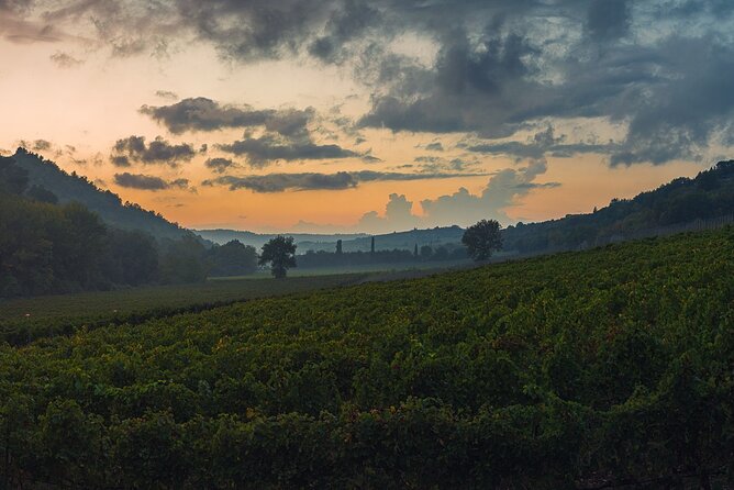 Wine Tasting by Carusvini in San Casciano in Val Di Pesa - Intimate and Private Setting