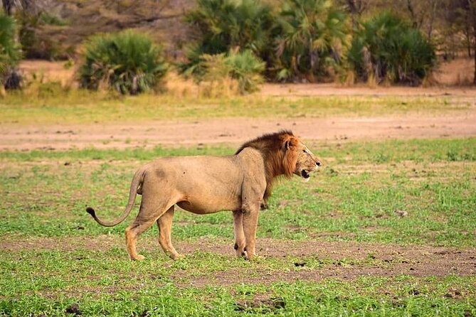 3 Days 2 Nights Mikumi National Park From Dar Es Salaam Road Trip - Tour Overview