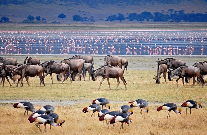 3 Days Lake Manyara, Tarangire, Ngorongoro Crater Group (Camping) - Key Points