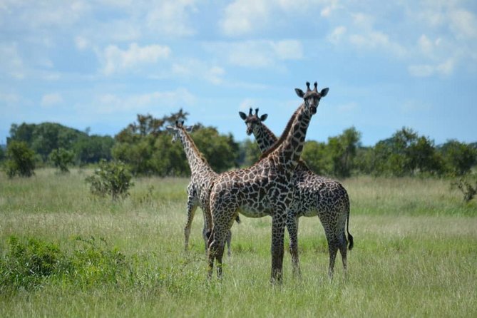 2 Days 1 Night Mikumi National Park From Dar Es Salaam - Cancellation Policy