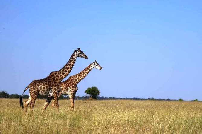 3-Day Masai Mara Group Joining Safari Adventure - Inclusions