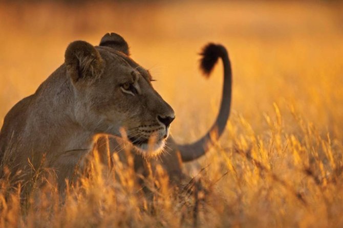 3 Days 2 Nights Serengeti, Ngorongoro & Tarangire Wildlife Lodge Safari - Serengeti National Park